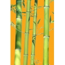 Bamboo N°04 canes